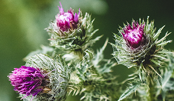 A close-up of three purple thistle flowers on a thorny green plant.